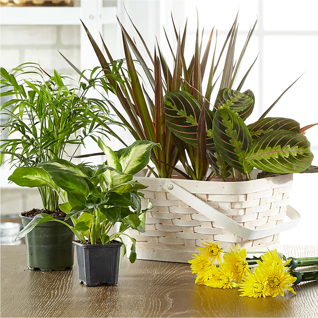 Florist Designed Blooming and Green Plants in a Basket – HAYLEE FLOWERS & VARIETIES, Freeport NY