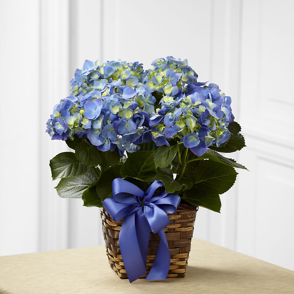 Blue Hydrangea Planter – HAYLEE FLOWERS & VARIETIES, Freeport NY