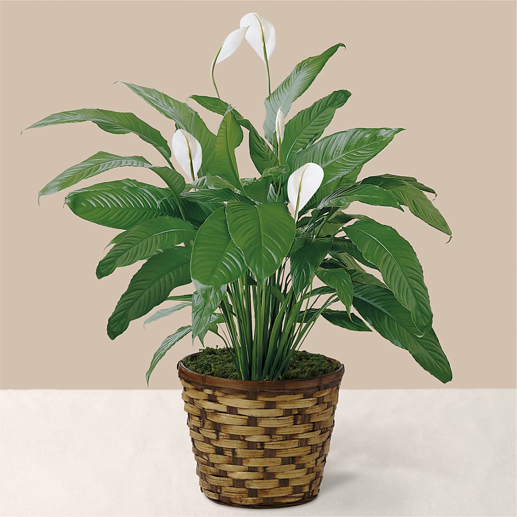Tranquil Moments Peace Lily Plant – HAYLEE FLOWERS & VARIETIES, Freeport NY