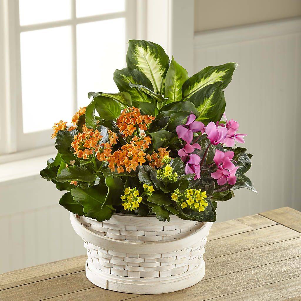 Color Crush Dishgarden – HAYLEE FLOWERS & VARIETIES, Freeport NY