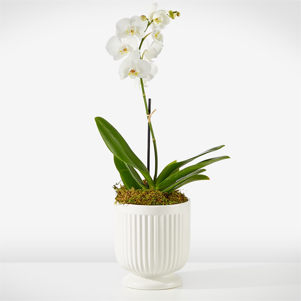 Whispering White Orchid – HAYLEE FLOWERS & VARIETIES, Freeport NY