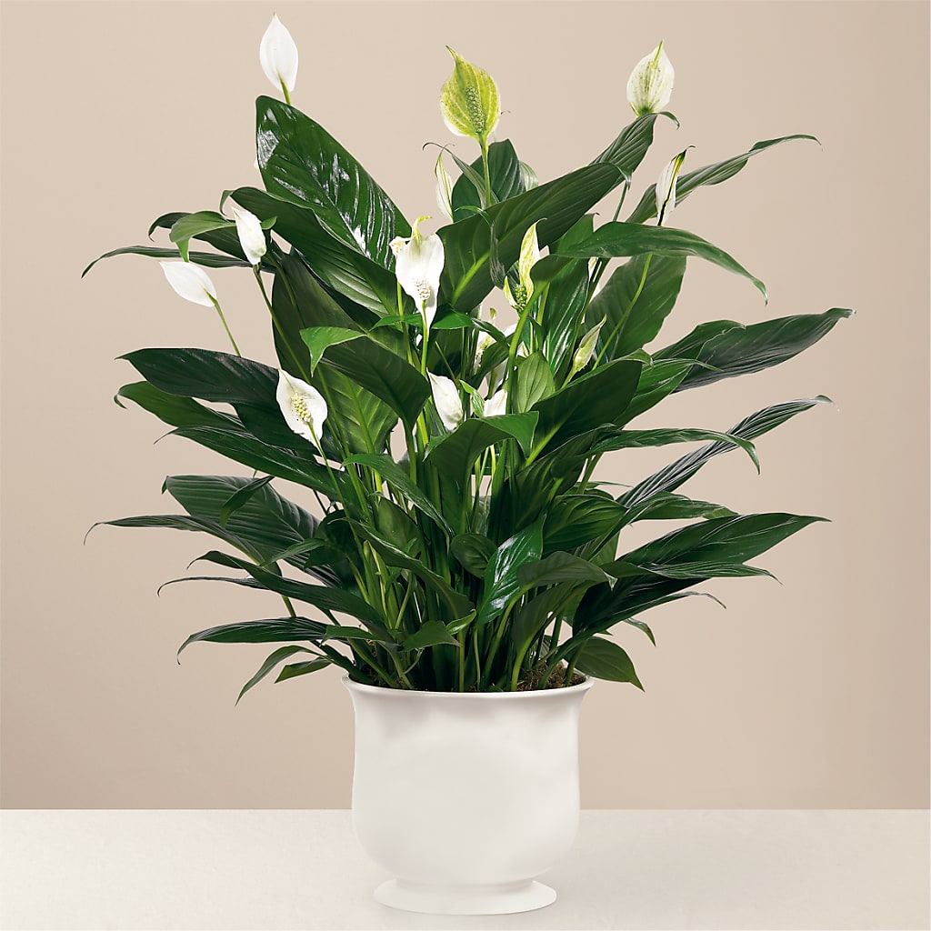Comfort Planter – HAYLEE FLOWERS & VARIETIES, Freeport NY