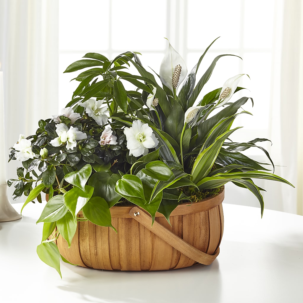 Serene Dishgarden – HAYLEE FLOWERS & VARIETIES, Freeport NY
