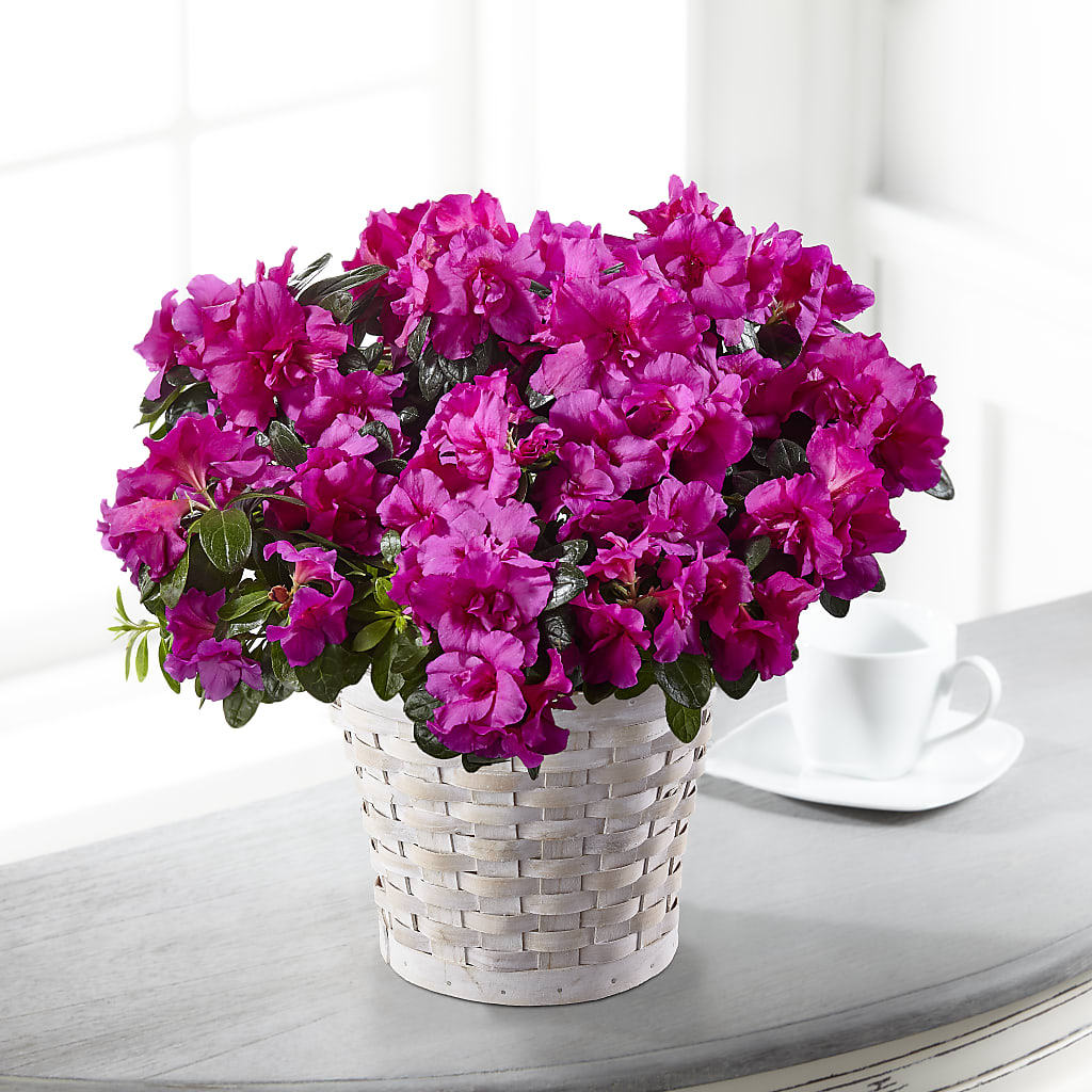 Hope & Serenity Azalea Plant – HAYLEE FLOWERS & VARIETIES, Freeport NY