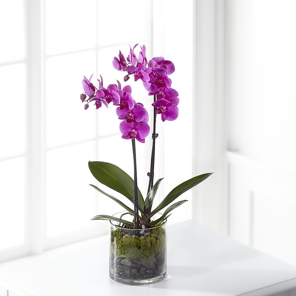 Pink Orchid Plant – HAYLEE FLOWERS & VARIETIES, Freeport NY