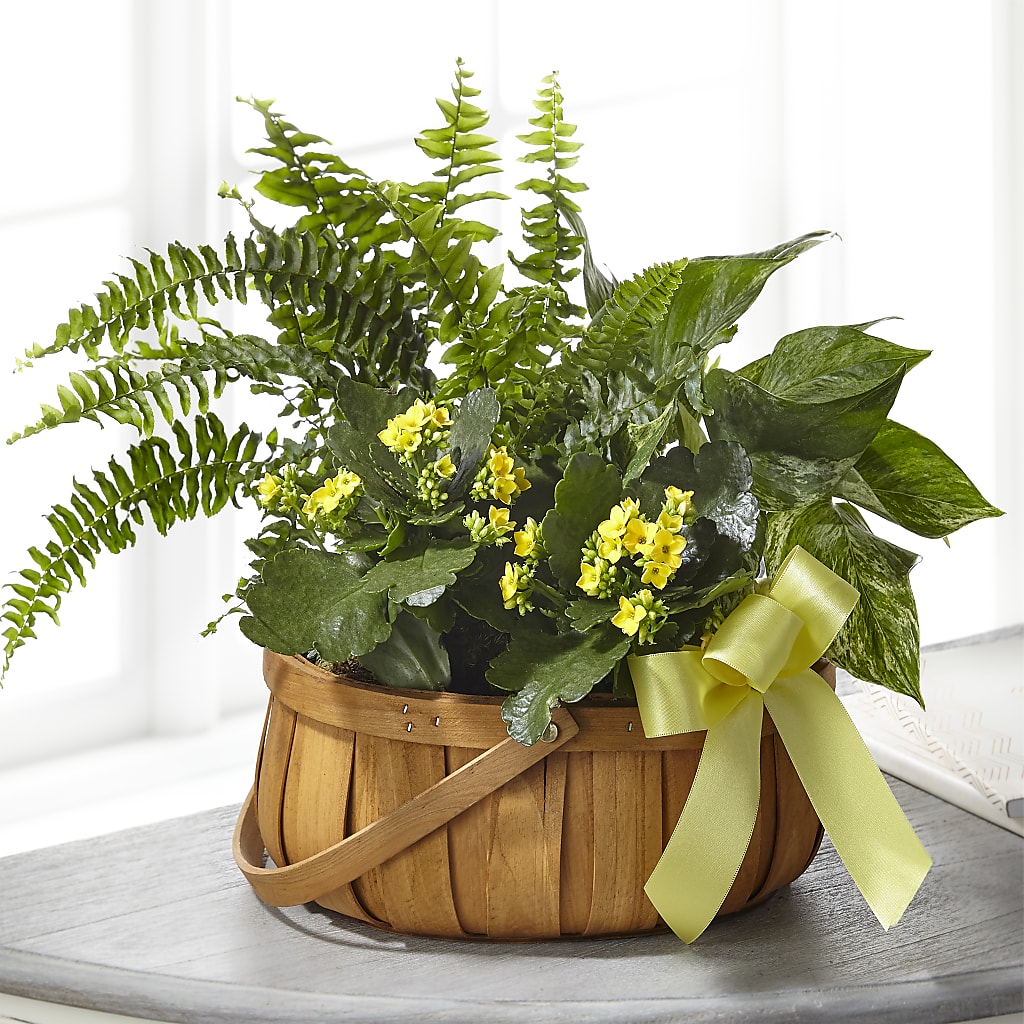 Always Dear Dishgarden – HAYLEE FLOWERS & VARIETIES, Freeport NY
