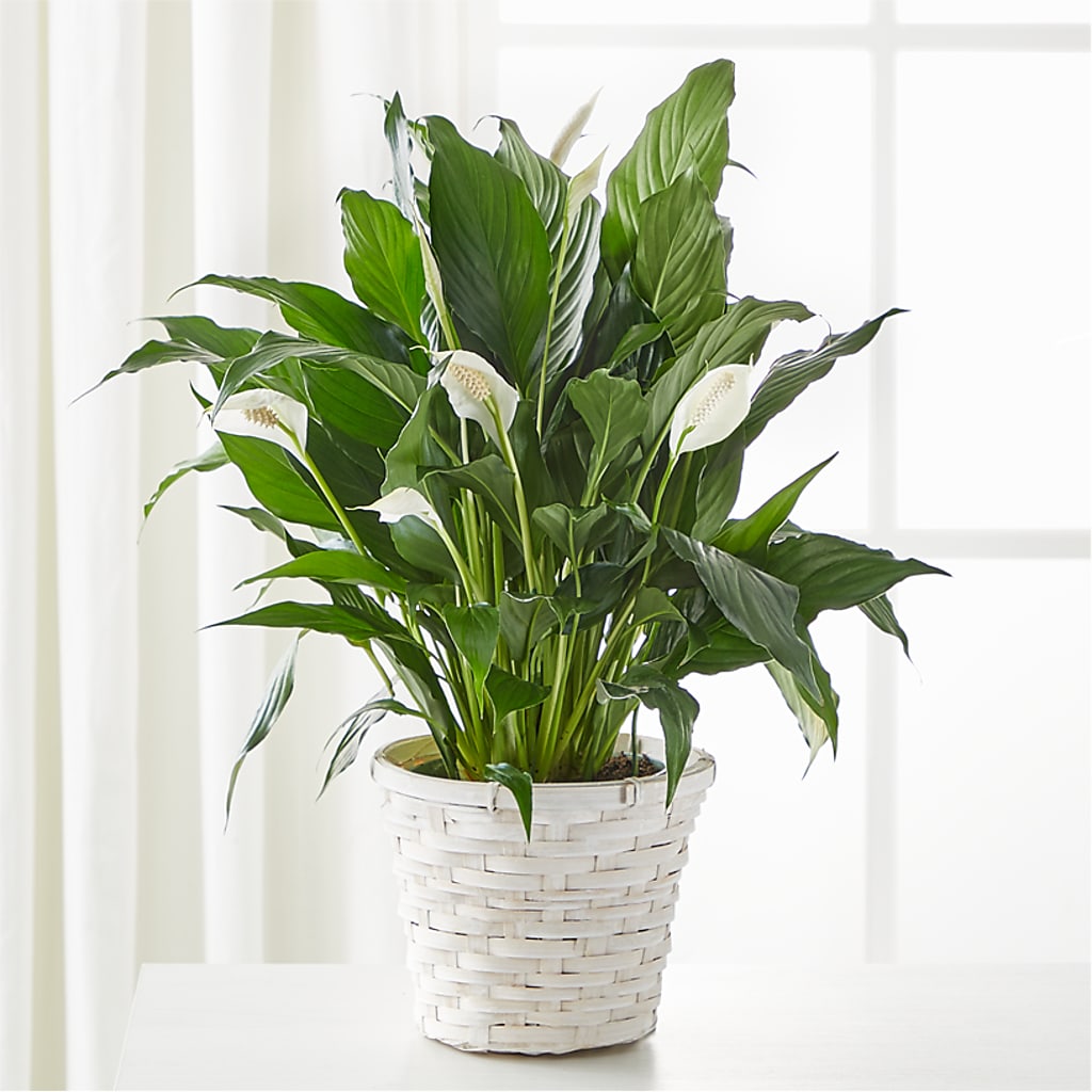 A New Leaf Peace Lily – HAYLEE FLOWERS & VARIETIES, Freeport NY