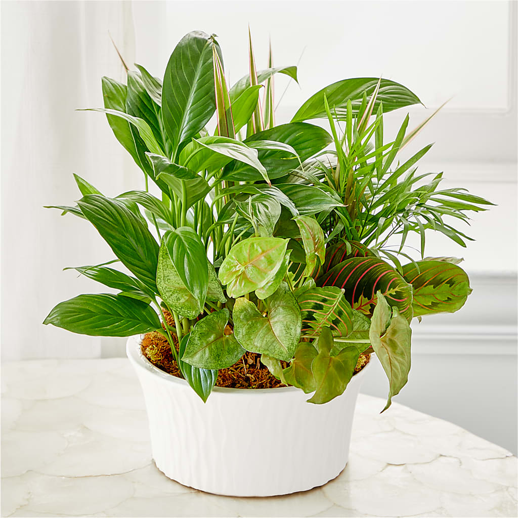 Balance & Harmony Dishgarden – HAYLEE FLOWERS & VARIETIES, Freeport NY