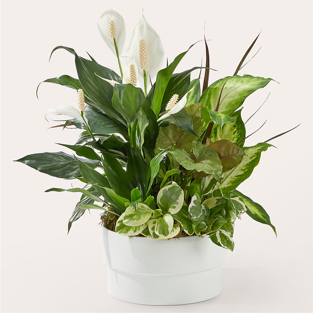 Radiating Positivity Dishgarden – HAYLEE FLOWERS & VARIETIES, Freeport NY
