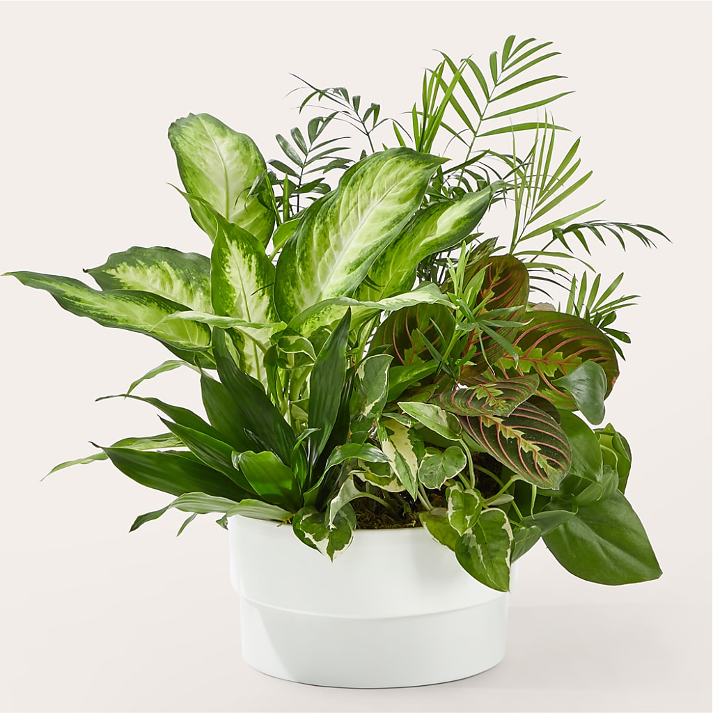 Radiating Positivity Dishgarden – HAYLEE FLOWERS & VARIETIES, Freeport NY