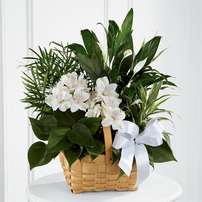 Peace & Serenity Dishgarden – HAYLEE FLOWERS & VARIETIES, Freeport NY