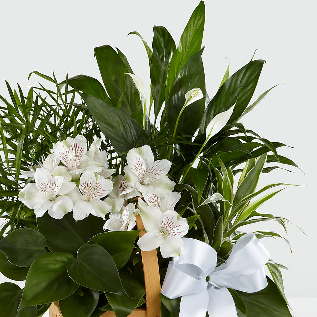 Peace & Serenity Dishgarden – HAYLEE FLOWERS & VARIETIES, Freeport NY