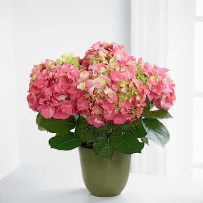 Pink Hydrangea Planter – HAYLEE FLOWERS & VARIETIES, Freeport NY