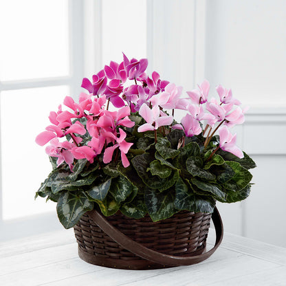 Mixed Cyclamen Planter – HAYLEE FLOWERS & VARIETIES, Freeport NY