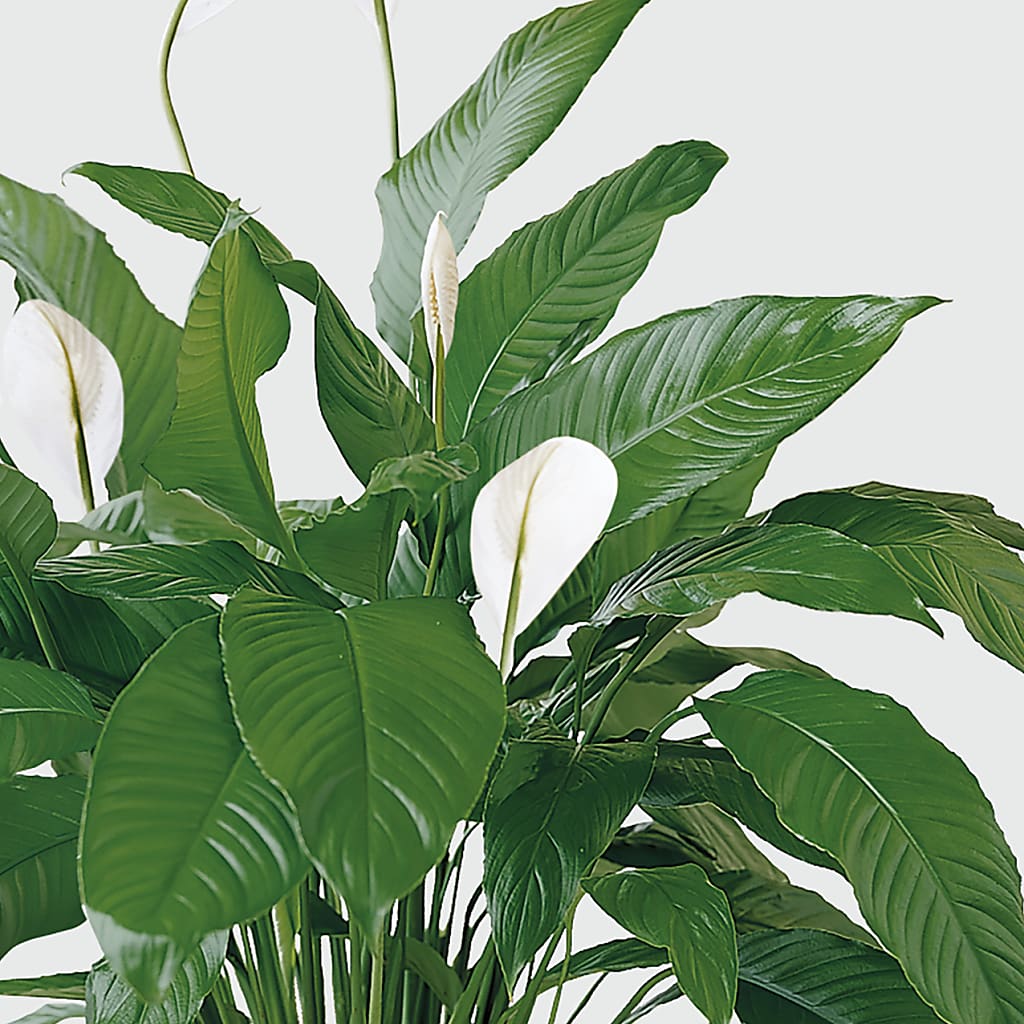 Tranquil Moments Peace Lily Plant – HAYLEE FLOWERS & VARIETIES, Freeport NY