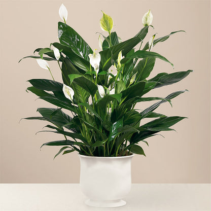 Comfort Planter – HAYLEE FLOWERS & VARIETIES, Freeport NY