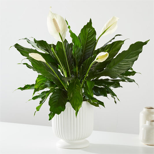 Comfort Planter – HAYLEE FLOWERS & VARIETIES, Freeport NY