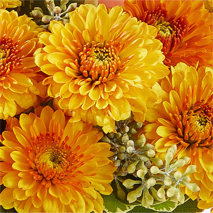 Peachy Pumpkin – HAYLEE FLOWERS & VARIETIES, Freeport NY