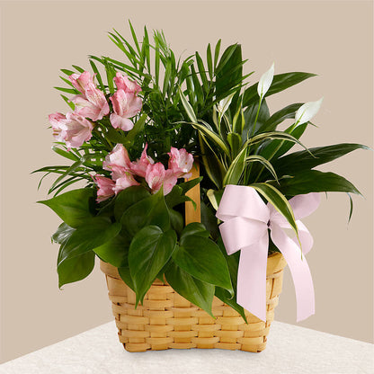 Living Spirit Dishgarden – HAYLEE FLOWERS & VARIETIES, Freeport NY