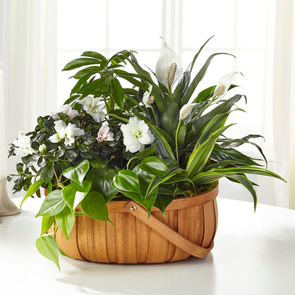 Serene Dishgarden – HAYLEE FLOWERS & VARIETIES, Freeport NY