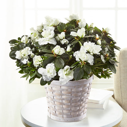 White Azalea Plant – HAYLEE FLOWERS & VARIETIES, Freeport NY
