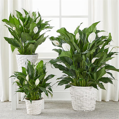 A New Leaf Peace Lily – HAYLEE FLOWERS & VARIETIES, Freeport NY