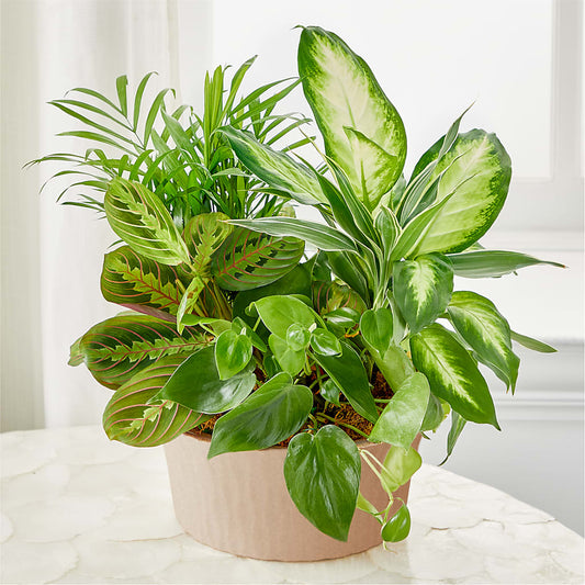 Balance & Harmony Dishgarden – HAYLEE FLOWERS & VARIETIES, Freeport NY