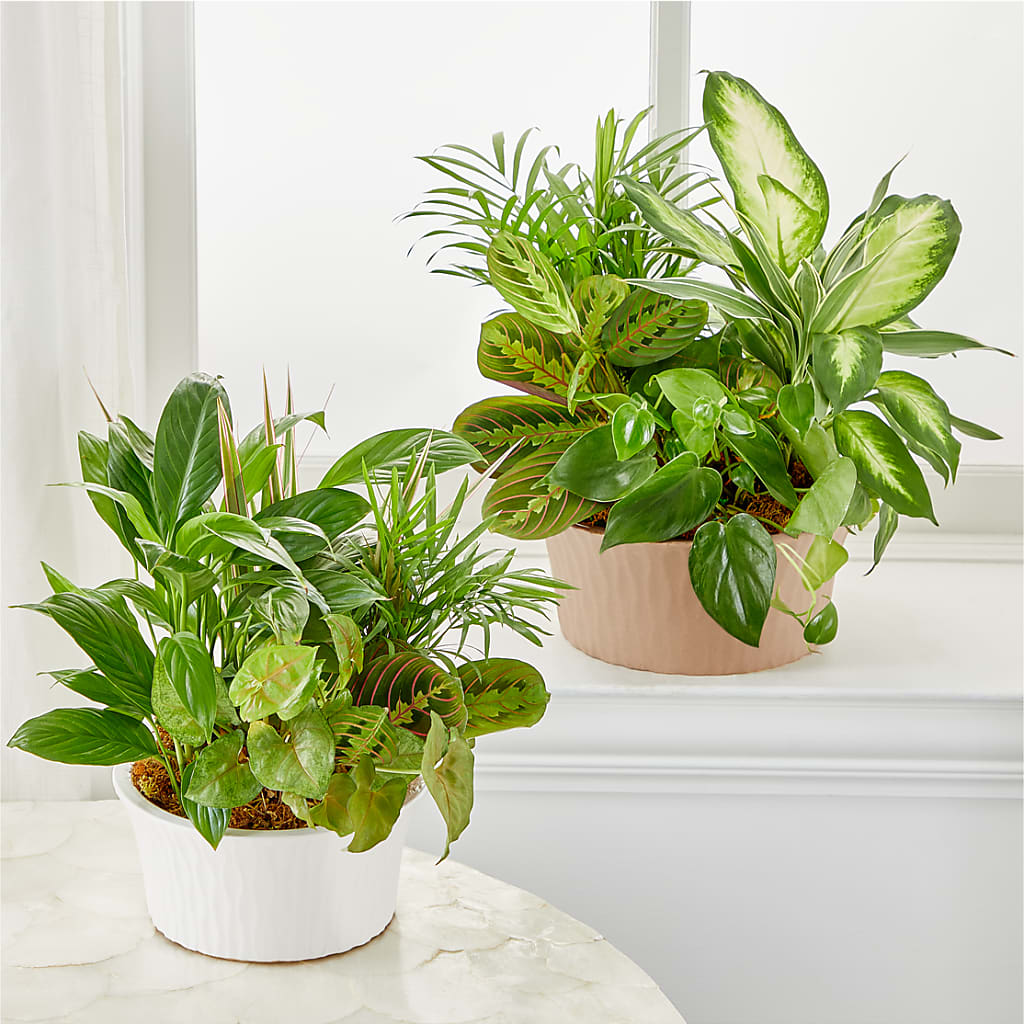 Balance & Harmony Dishgarden – HAYLEE FLOWERS & VARIETIES, Freeport NY